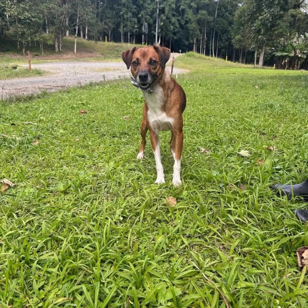 Lion, cachorro de porte médio para adoção em Joinville - SC