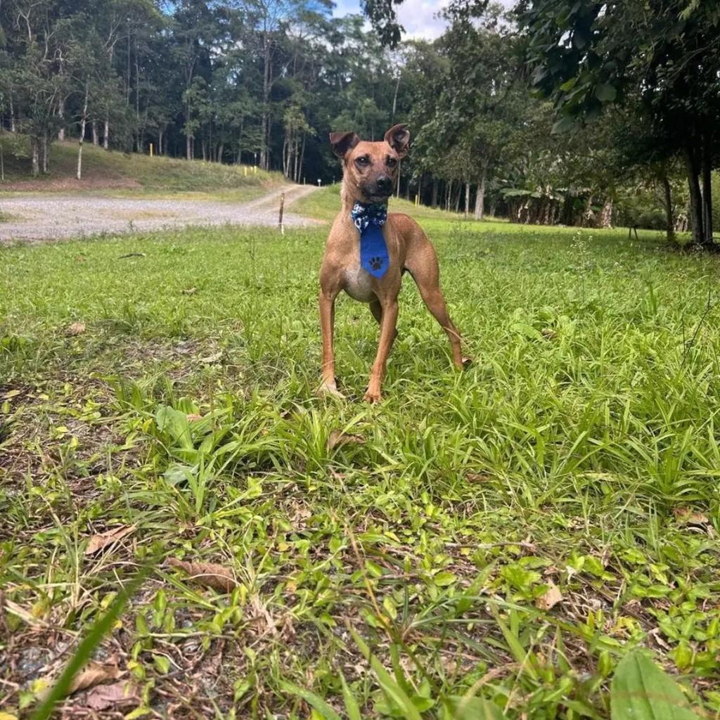 Biscoito, cachorro de porte médio para adoção em Joinville - SC