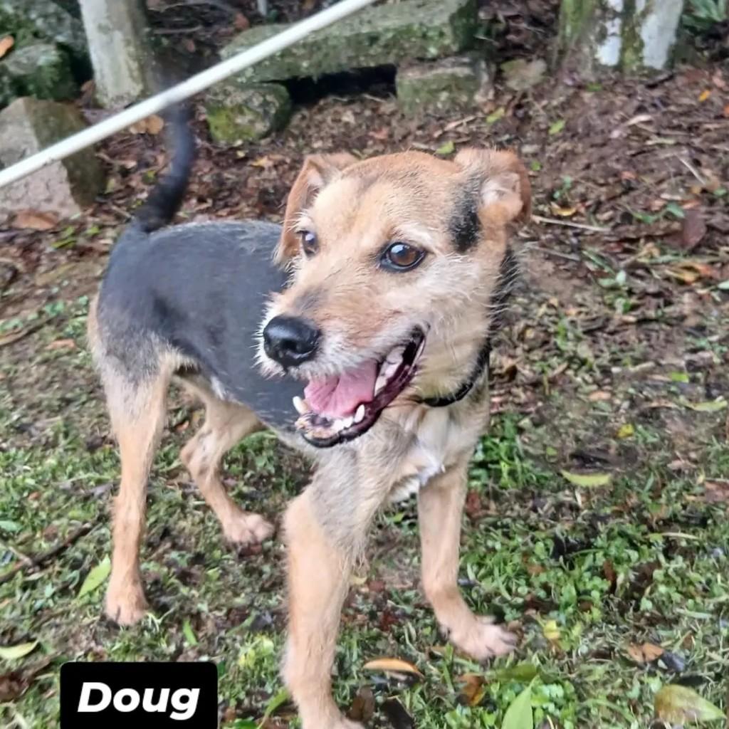Vira Latinha, cachorro de porte pequeno para adoção em Joinville - SC