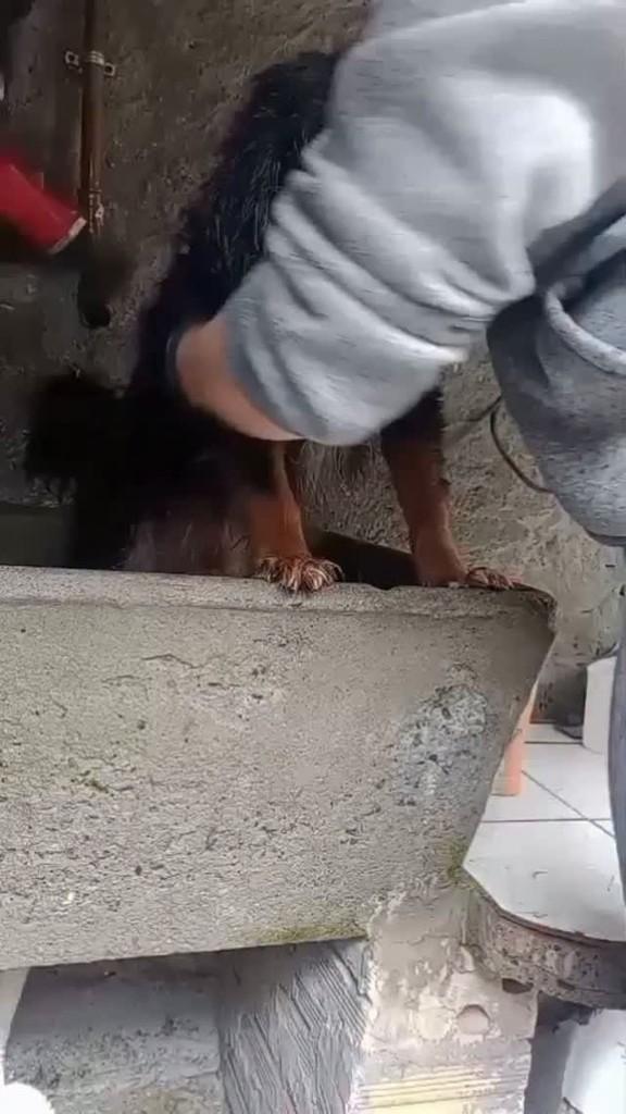 Boby, cachorro de porte pequeno para adoção em Joinville - SC