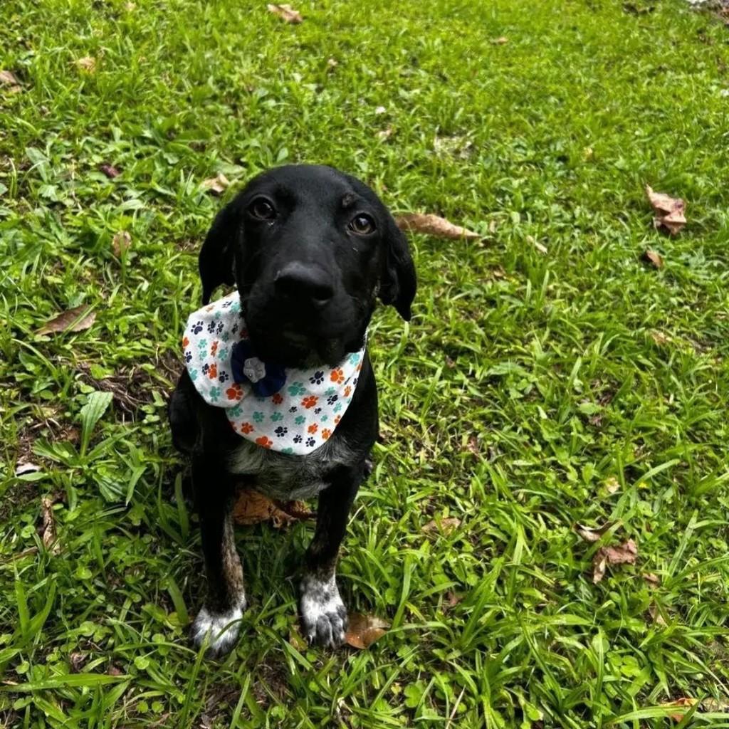 Betowen, cachorro de porte médio para adoção em Joinville - SC