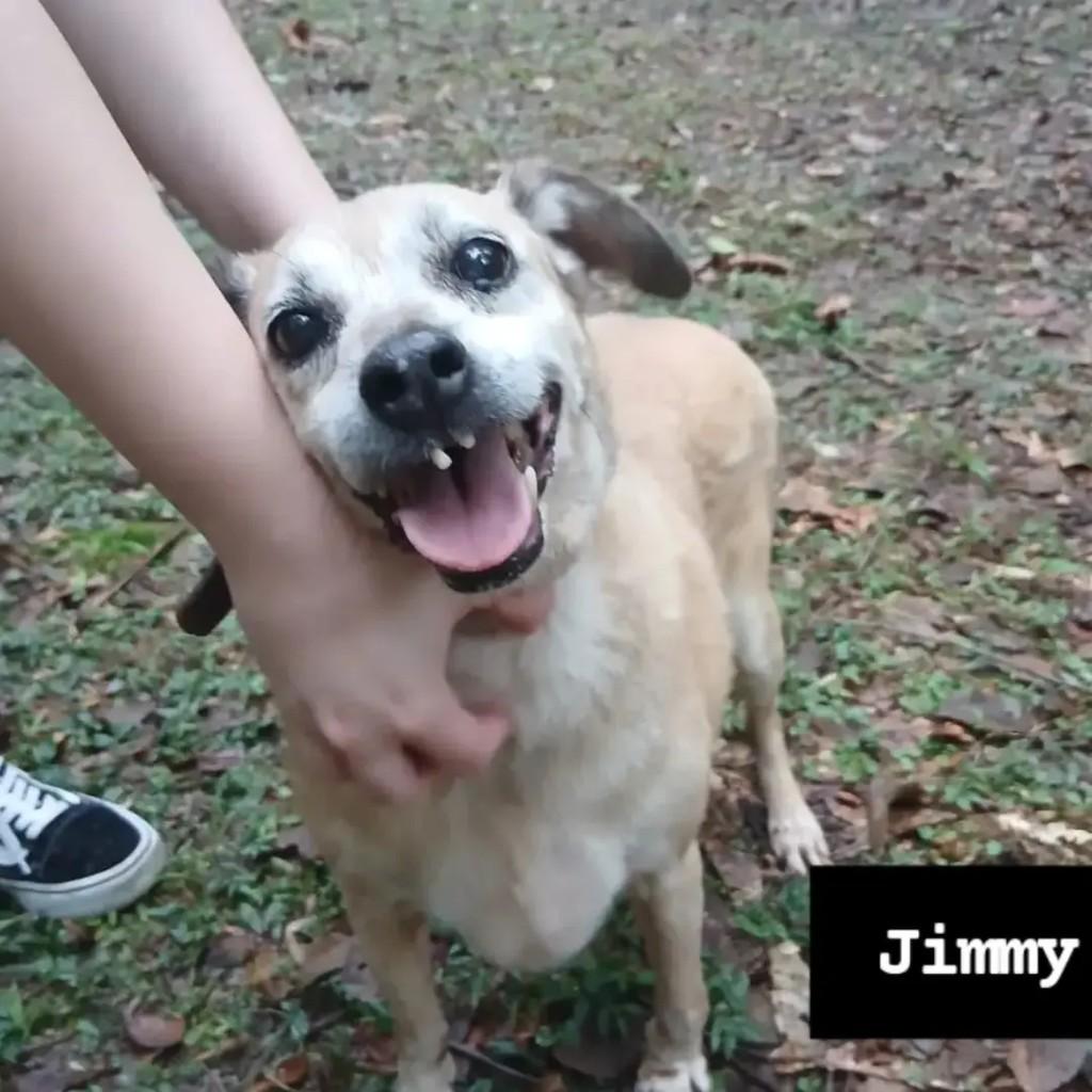 Jimmy, cachorro de porte pequeno para adoção em Joinville - SC