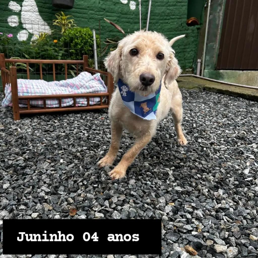 Juninho, cachorro de porte pequeno para adoção em Joinville - SC