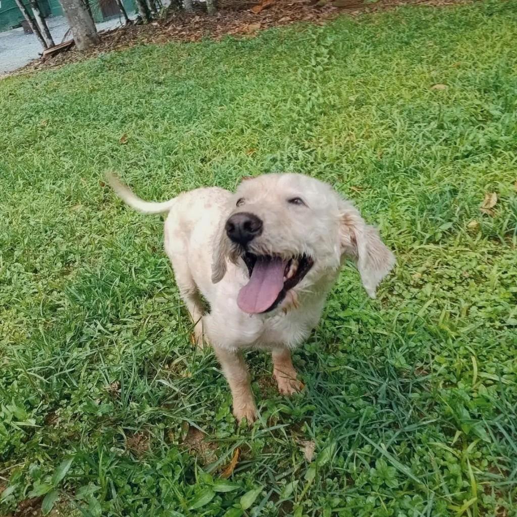 Juninho, cachorro de porte pequeno para adoção em Joinville - SC — foto 2 de 2