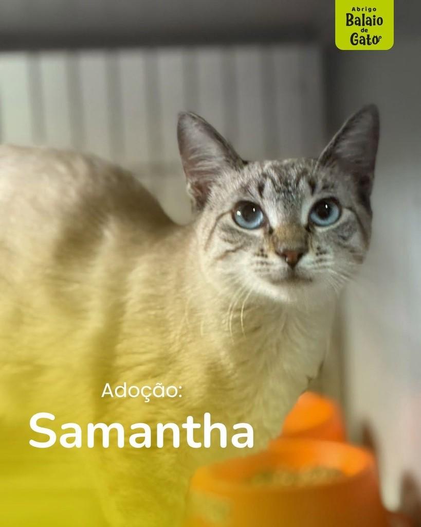 Samantha, gato para adoção em Belo Horizonte - MG