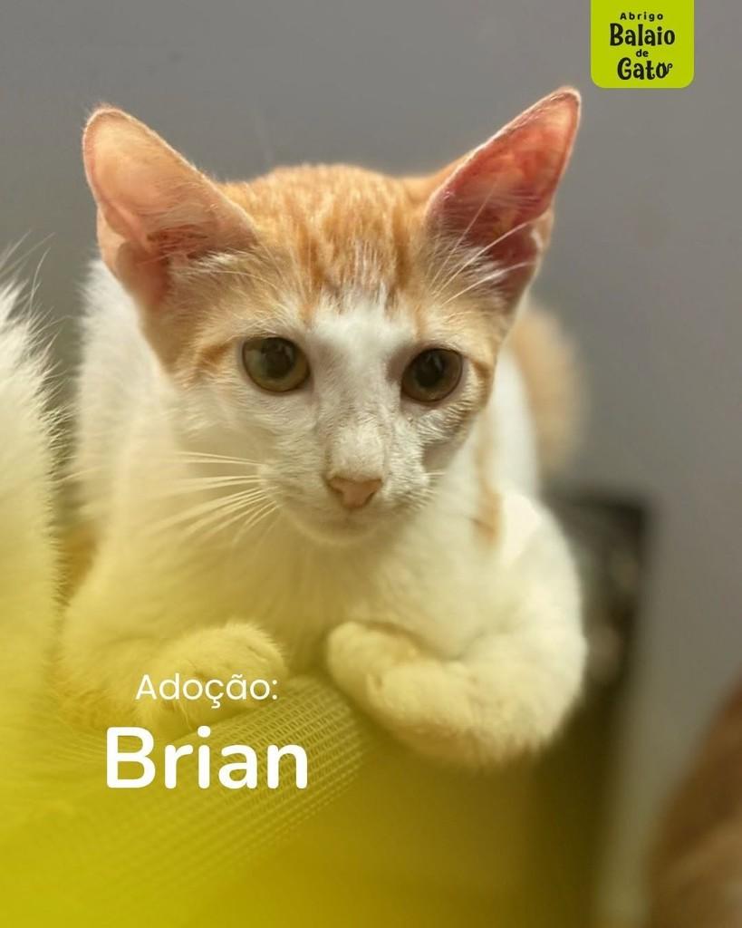 Breno, gato de porte médio para adoção em Belo Horizonte - MG