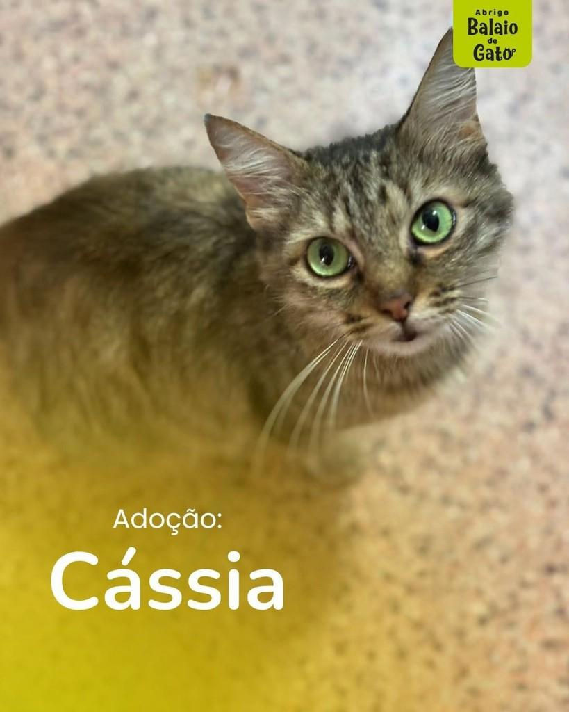 Cássia, gata para adoção em Belo Horizonte - MG