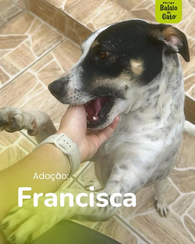 Francisca, cachorro de porte grande para adoção em Belo Horizonte - MG