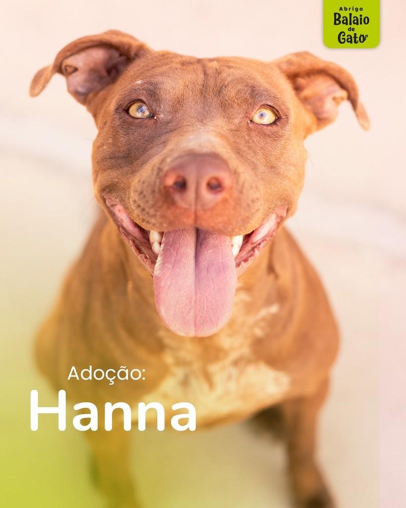 Hanna, cachorro de porte médio para adoção em Belo Horizonte - MG