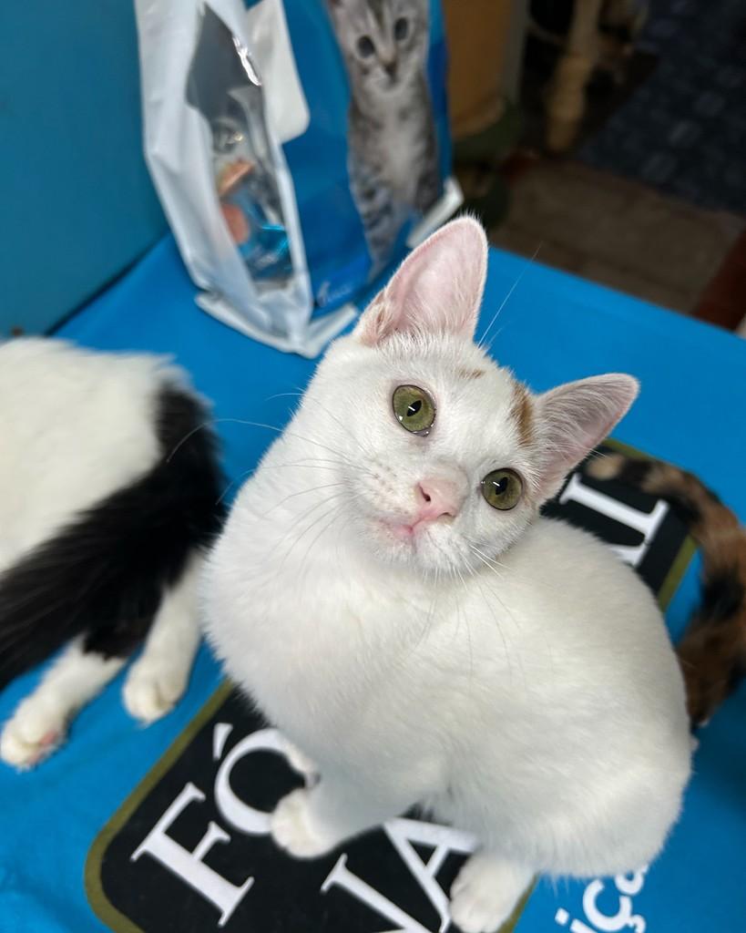 Juliana, gata para adoção em Belo Horizonte - MG