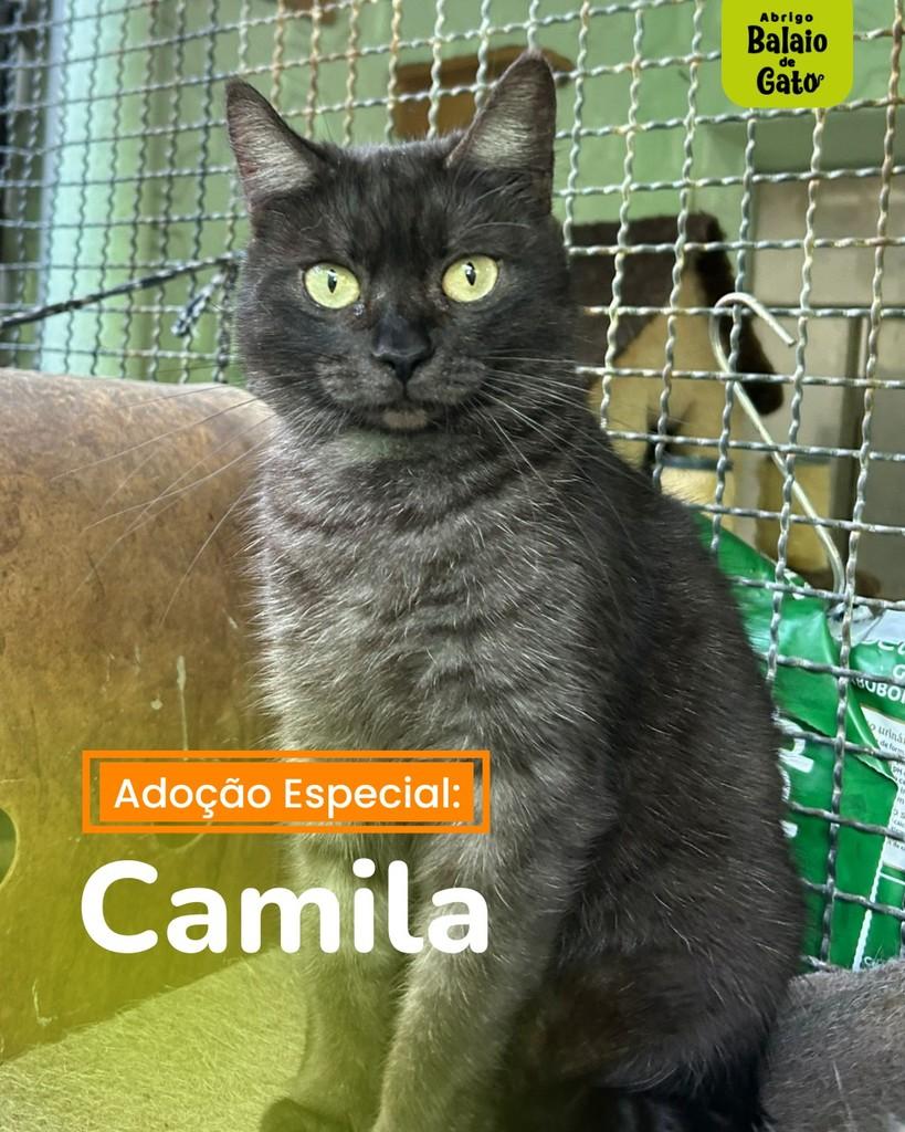 Camila, gato de porte médio para adoção em Belo Horizonte - MG