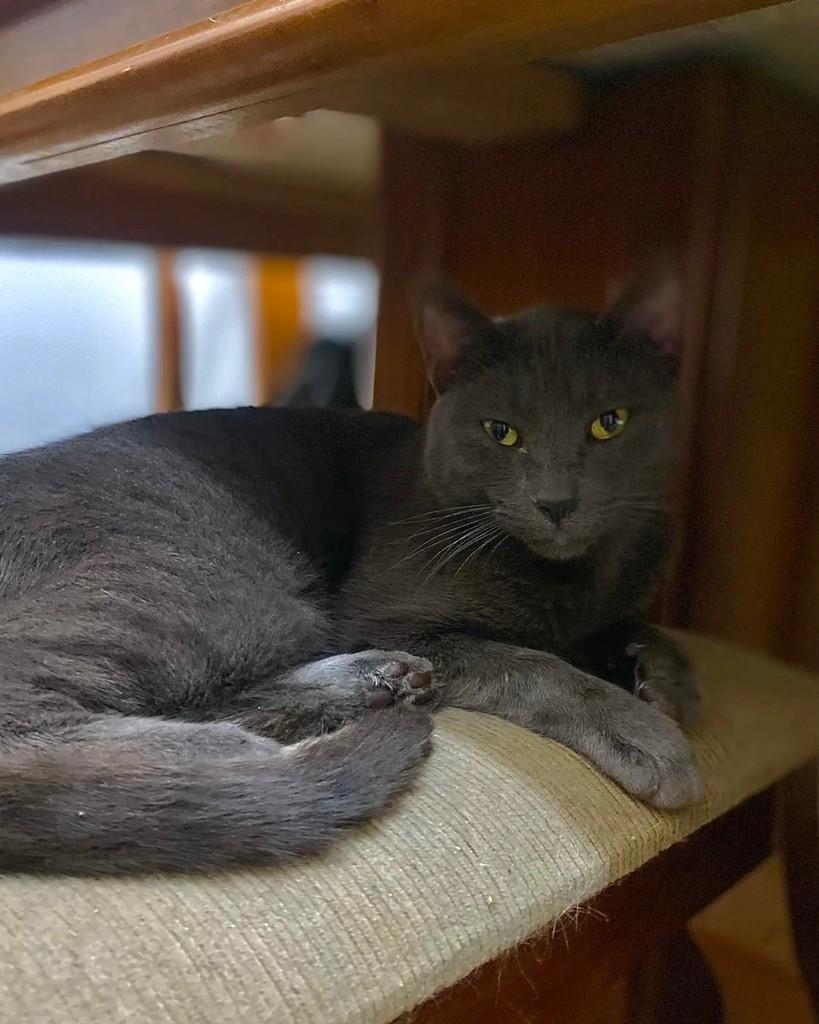 Alfredo, gato de porte grande para adoção em Belo Horizonte - MG