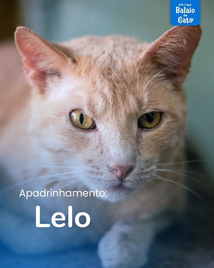 Lelo, gato para adoção em Belo Horizonte - MG