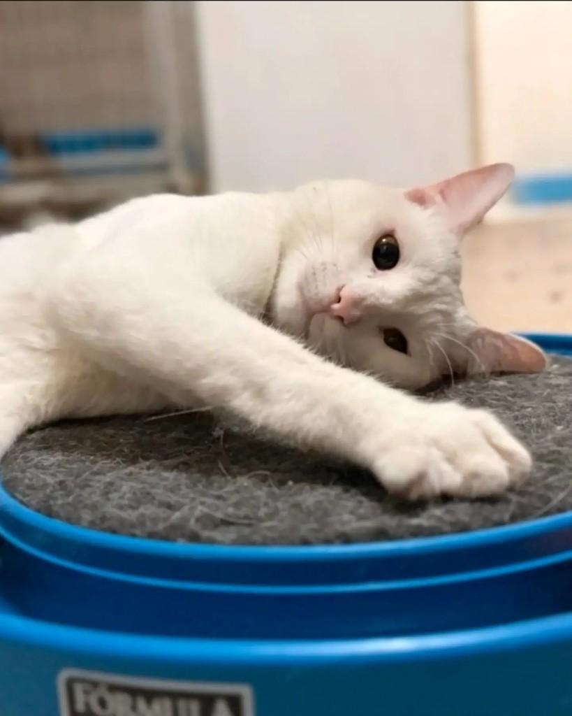 João Branco, gato de porte médio para adoção em Belo Horizonte - MG