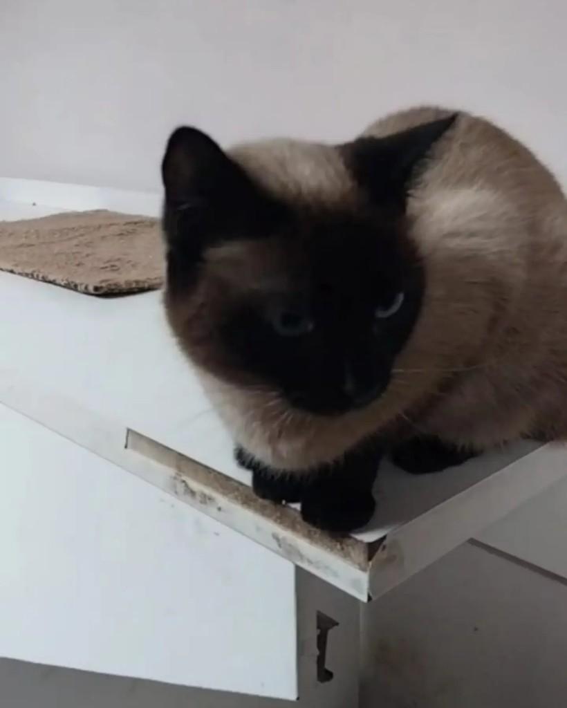Cindy, gata de porte médio para adoção em Belo Horizonte - MG
