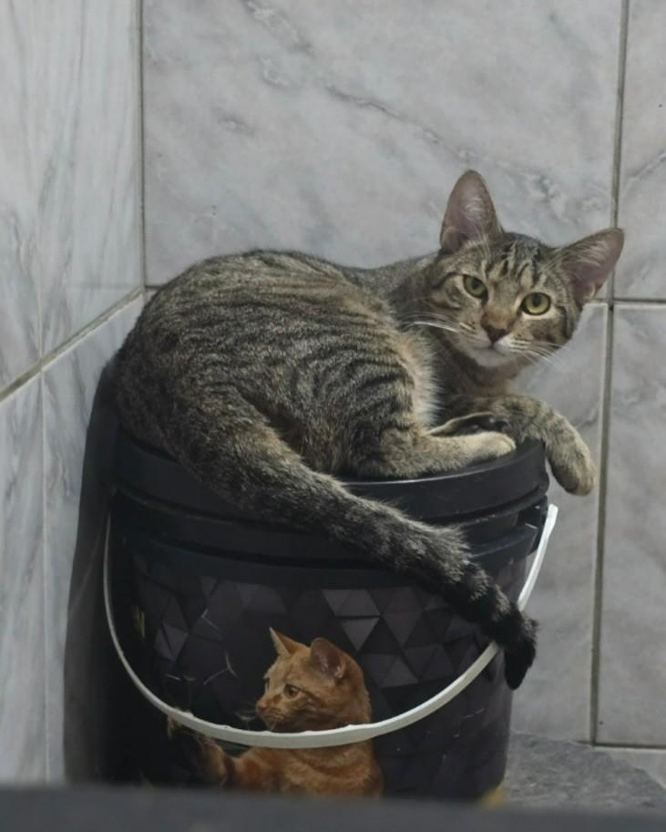 Daniel, gato de porte pequeno para adoção em Belo Horizonte - MG