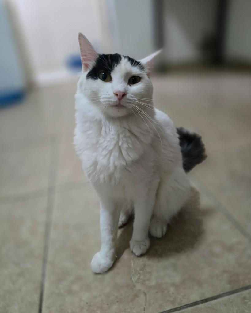 Maria Luísa, gata de porte pequeno para adoção em Belo Horizonte - MG