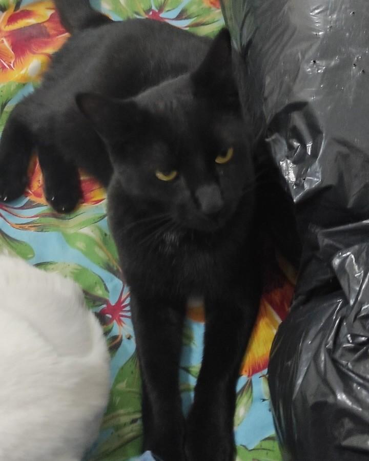 Sabrina, gata de porte pequeno para adoção em Belo Horizonte - MG