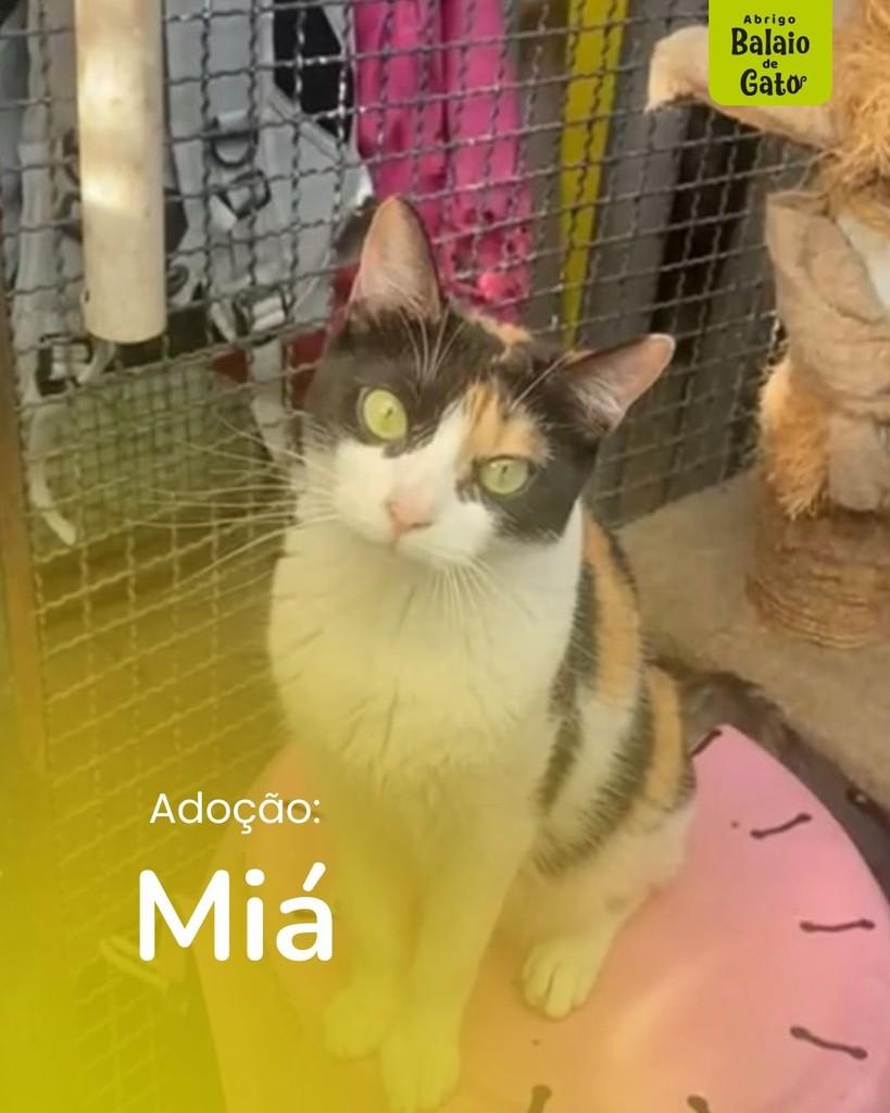 Miá, gata de porte pequeno para adoção em Belo Horizonte - MG
