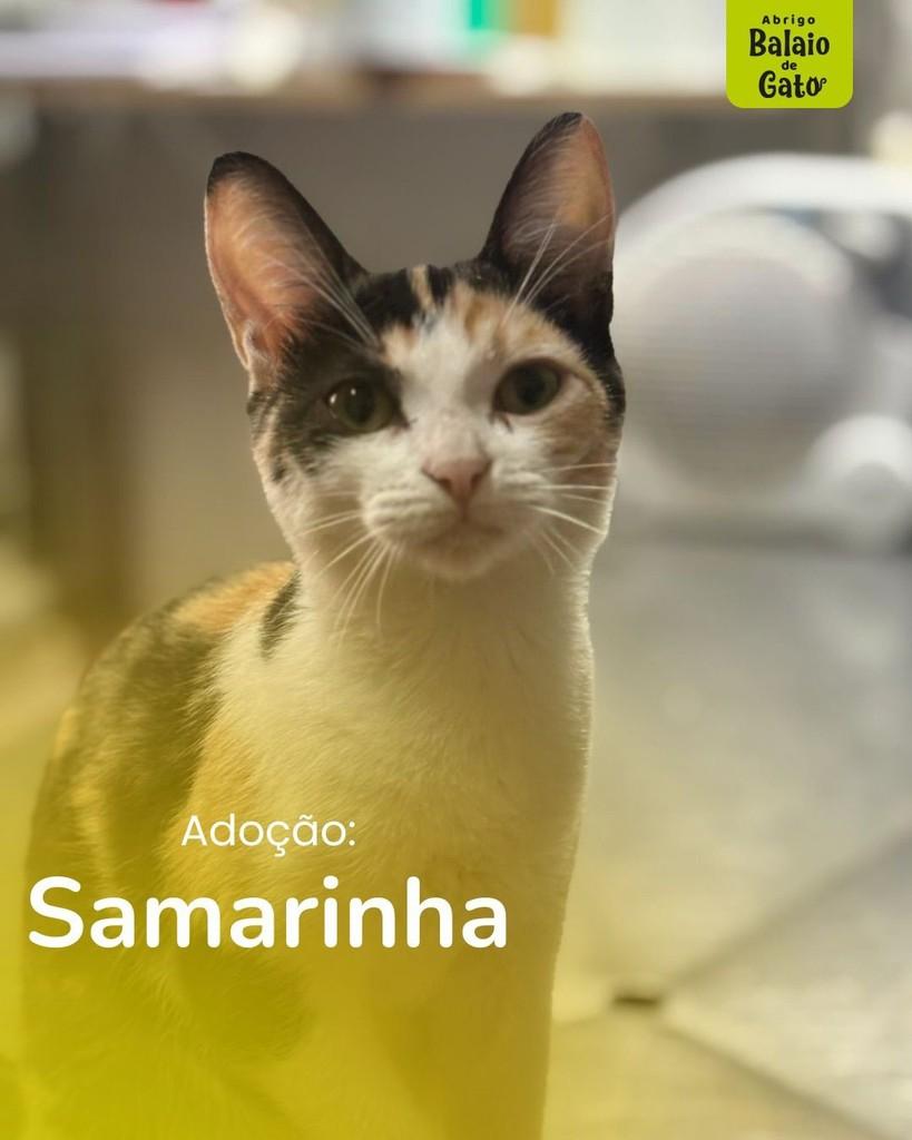 Samarinha, gato de porte pequeno para adoção em Belo Horizonte - MG
