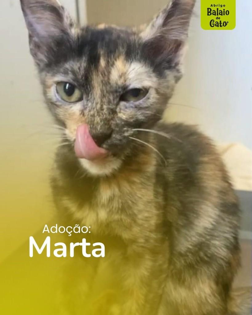 Marthinha, gata de porte pequeno para adoção em Belo Horizonte - MG