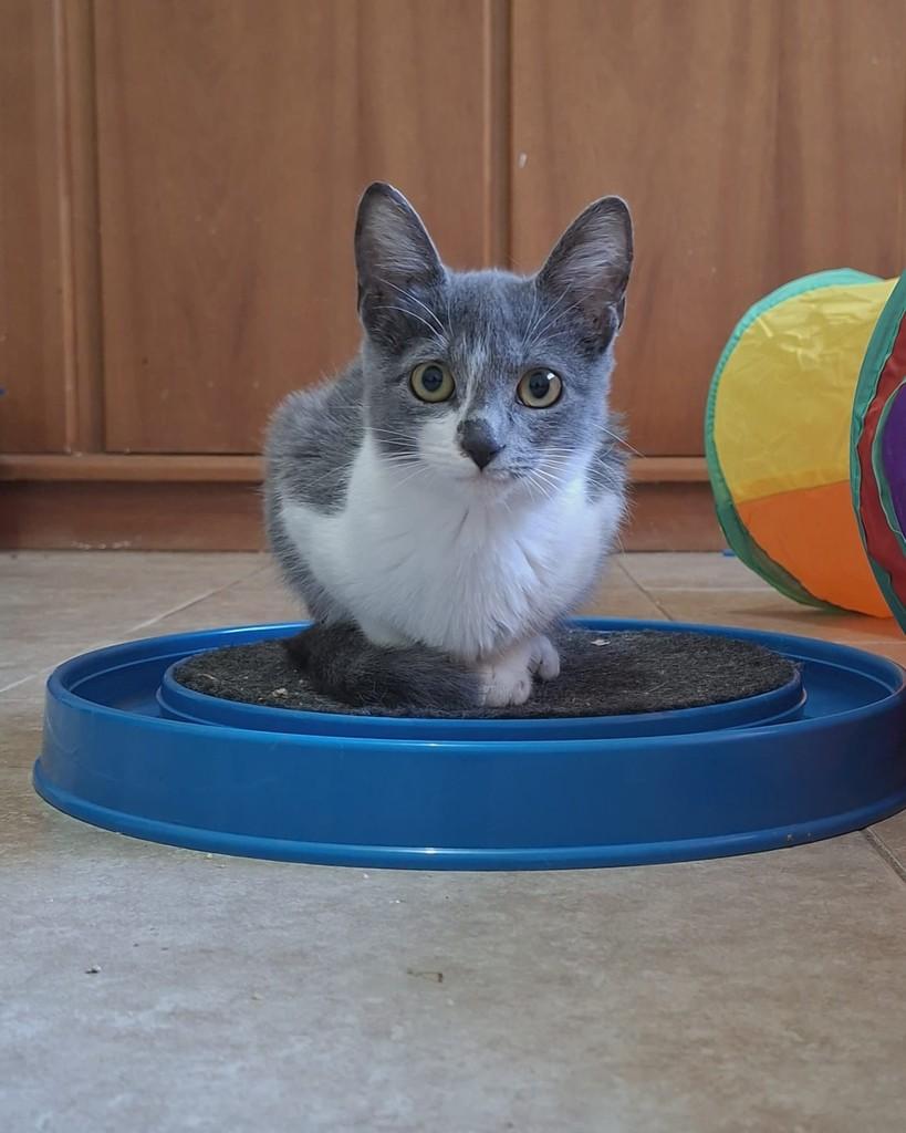 Milena, gata de porte pequeno para adoção em Belo Horizonte - MG