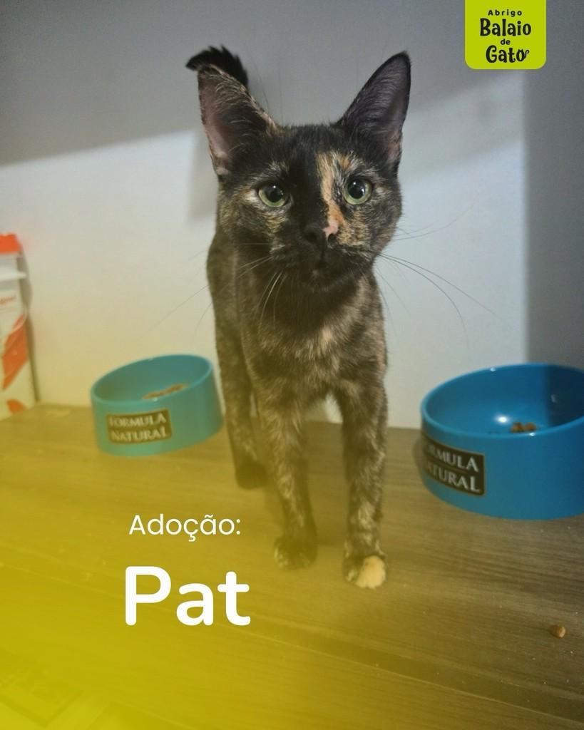Pat, gata de porte médio para adoção em Belo Horizonte - MG