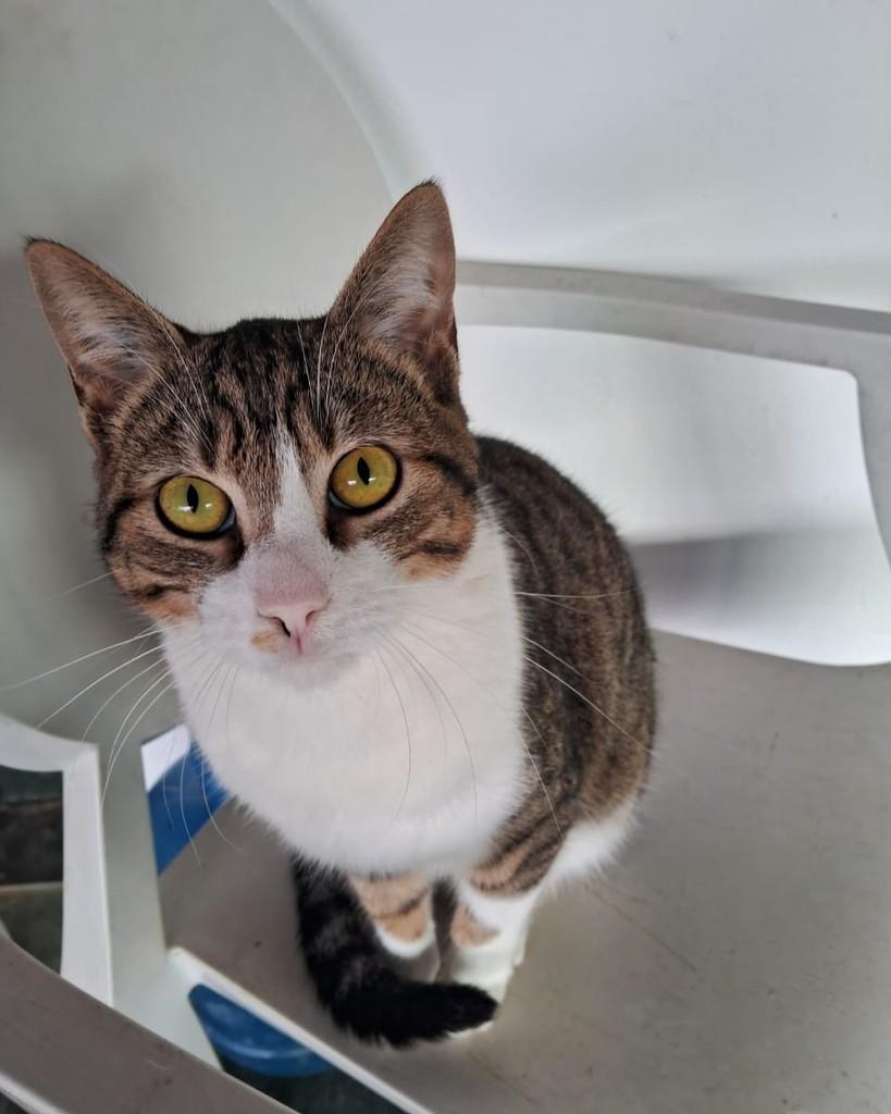 Agnaldo, gato de porte pequeno para adoção em Belo Horizonte - MG