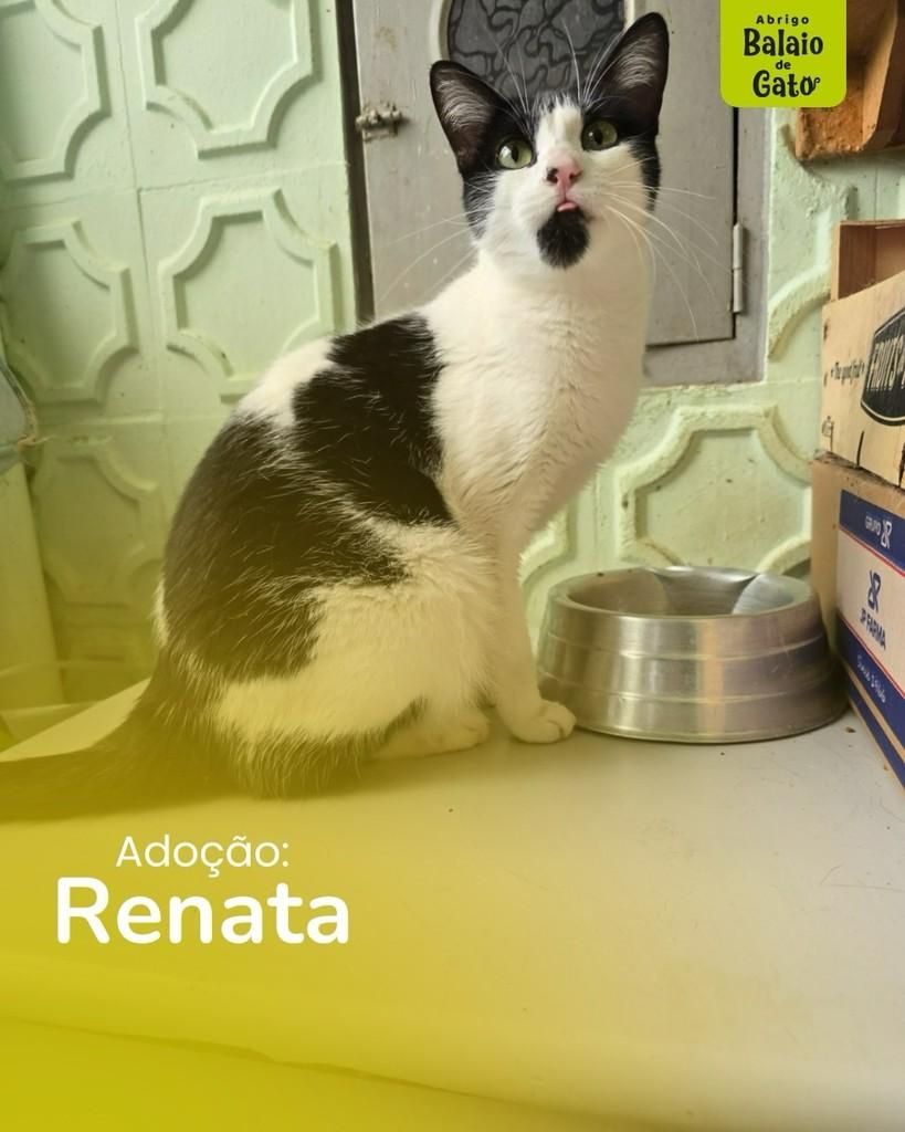 Renata, gata de porte pequeno para adoção em Belo Horizonte - MG