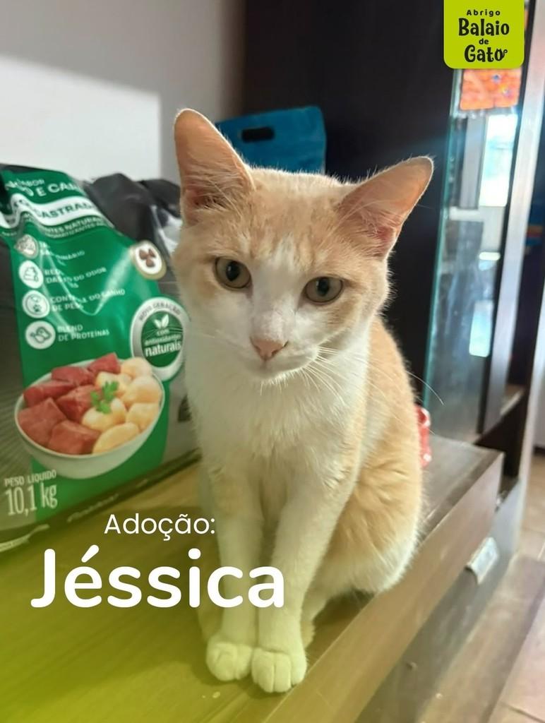 Jéssica, gata de porte pequeno para adoção em Belo Horizonte - MG