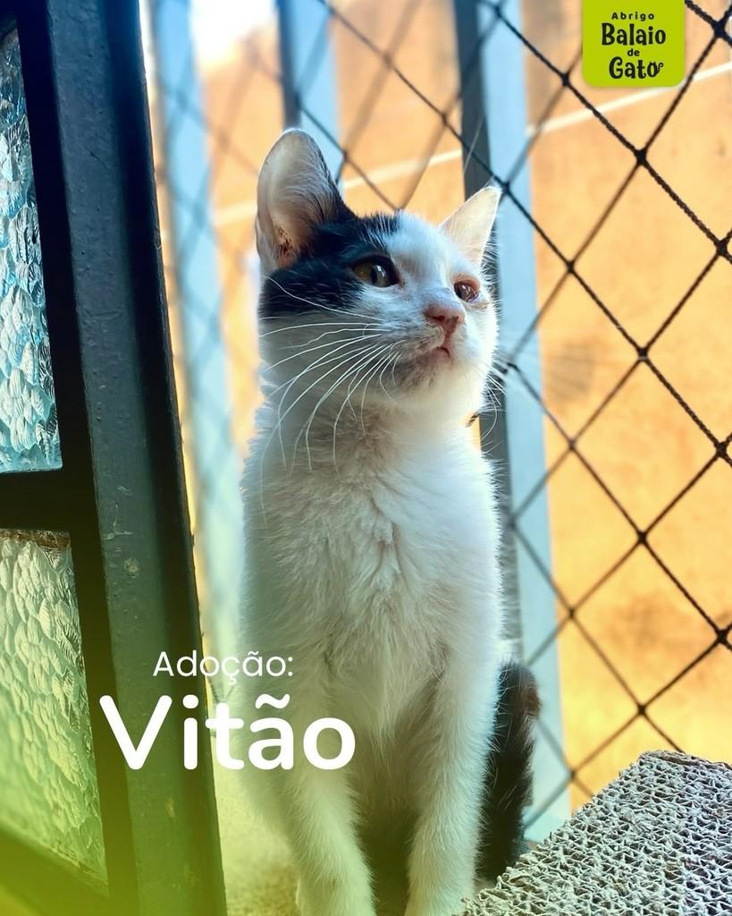 Vitão, gato de porte médio para adoção em Belo Horizonte - MG
