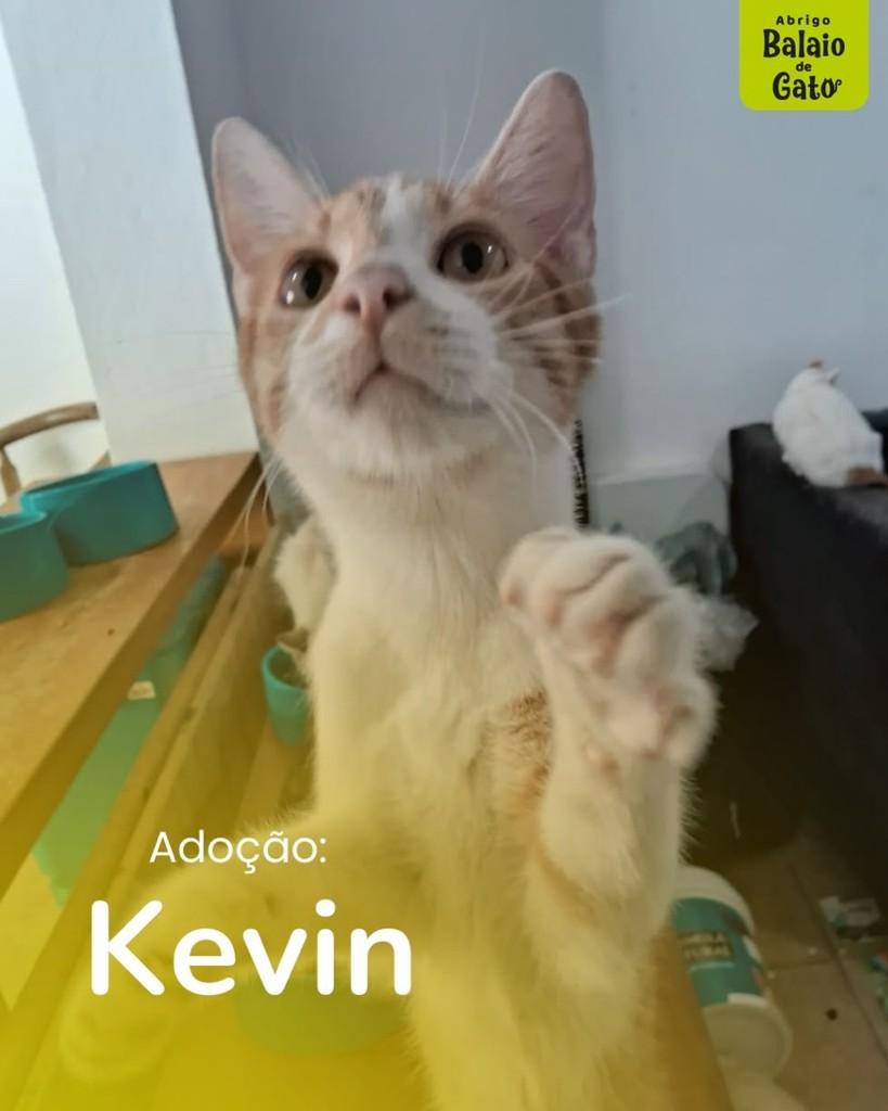 Kevin, gato de porte pequeno para adoção em Belo Horizonte - MG