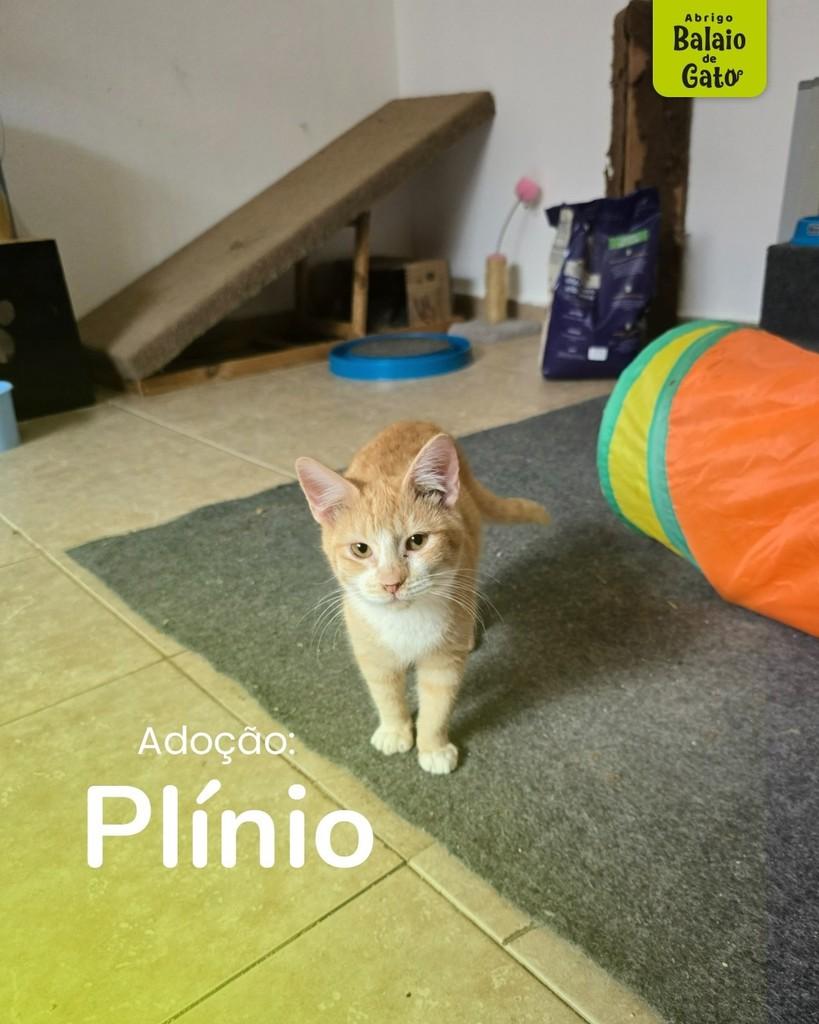 Plínio, gato de porte pequeno para adoção em Belo Horizonte - MG