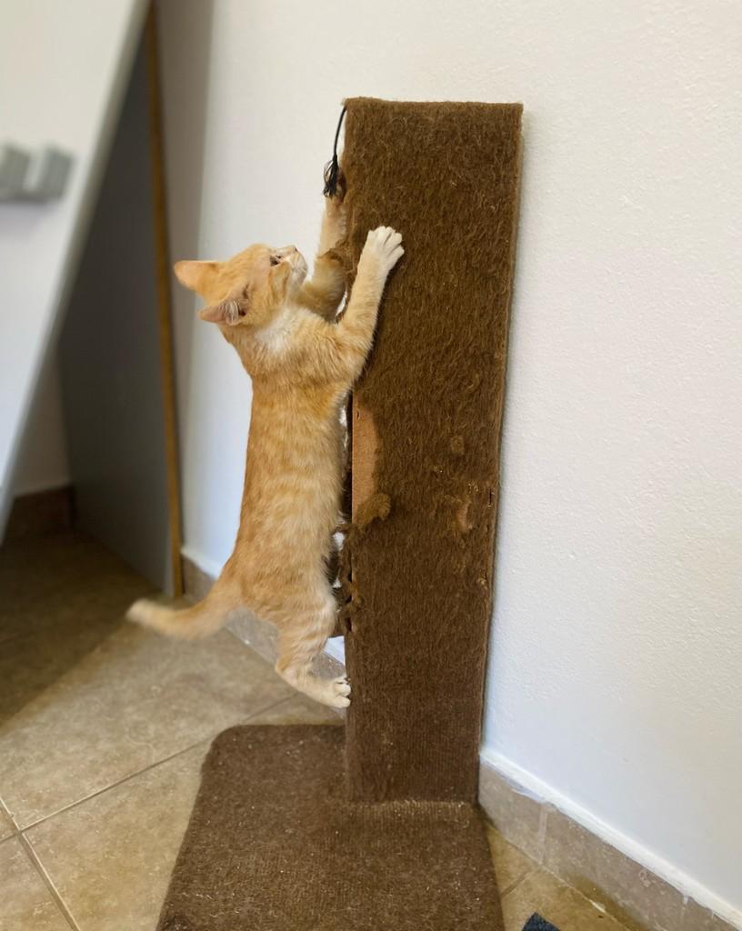 Plínio, gato de porte pequeno para adoção em Belo Horizonte - MG — foto 2 de 2
