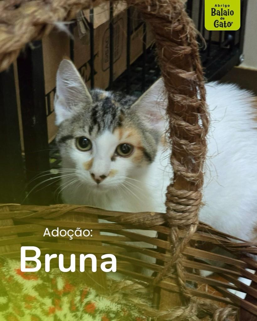 Bruna, gato de porte pequeno para adoção em Belo Horizonte - MG
