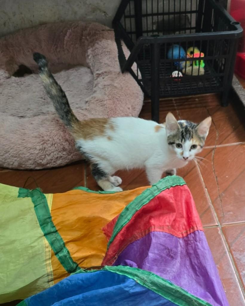Bruna, gato de porte pequeno para adoção em Belo Horizonte - MG — foto 2 de 2