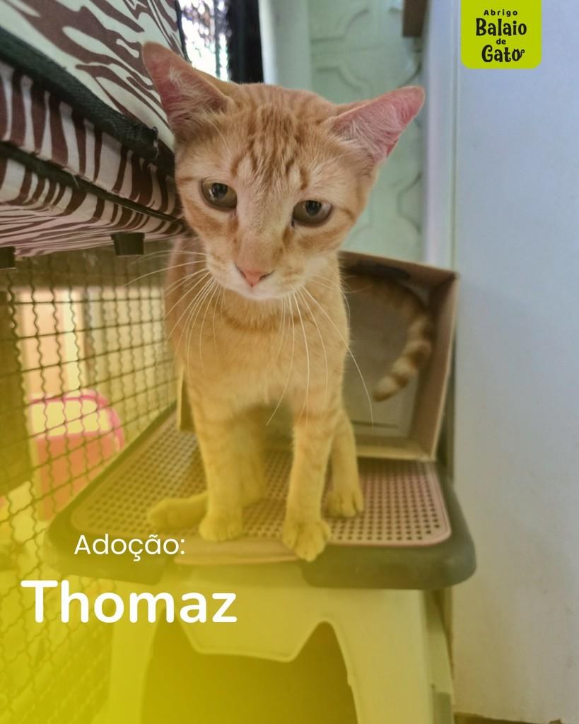 Thomaz, gato de porte pequeno para adoção em Belo Horizonte - MG