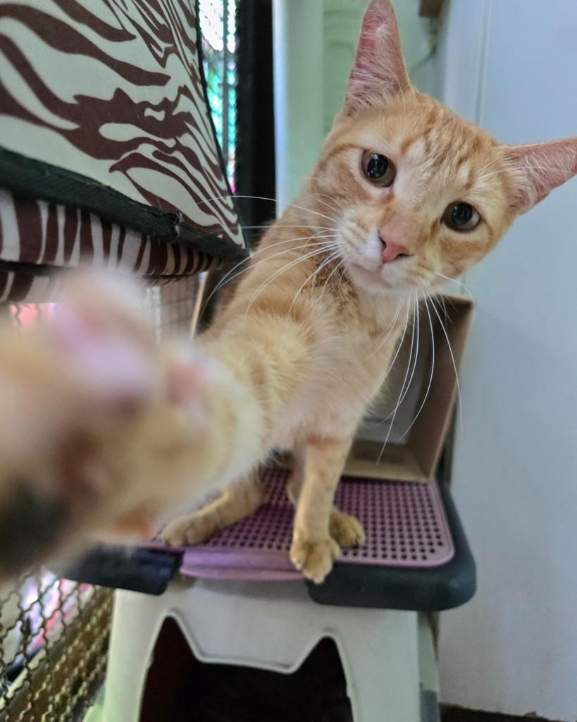 Thomaz, gato de porte pequeno para adoção em Belo Horizonte - MG — foto 2 de 3