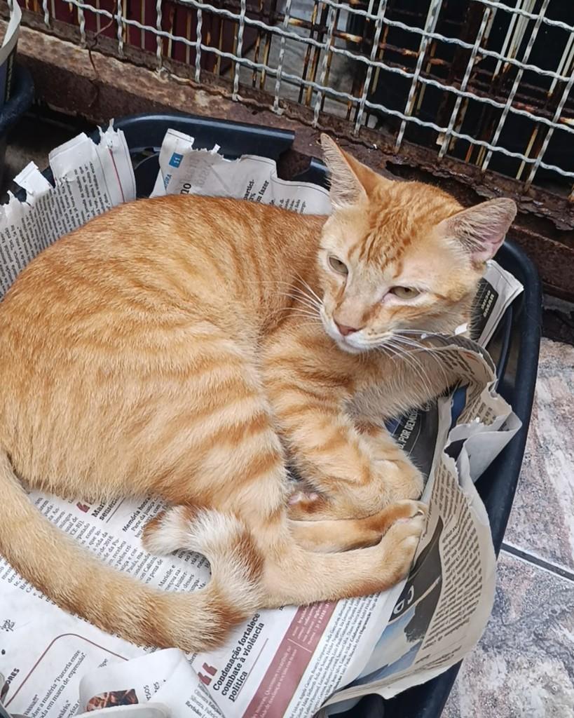 Thomaz, gato de porte pequeno para adoção em Belo Horizonte - MG — foto 3 de 3