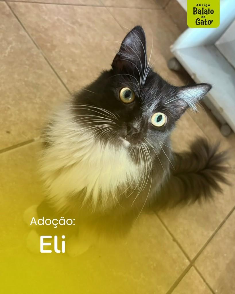 Eli, gato de porte médio para adoção em Belo Horizonte - MG