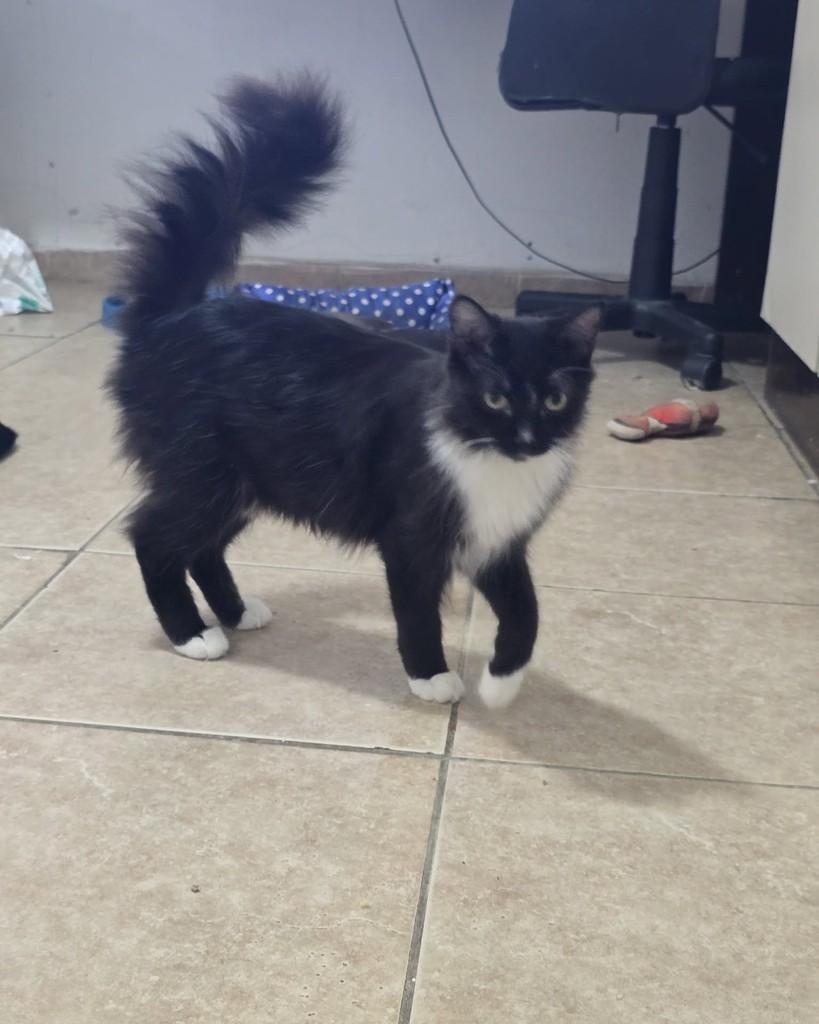 Eli, gato de porte médio para adoção em Belo Horizonte - MG — foto 2 de 3