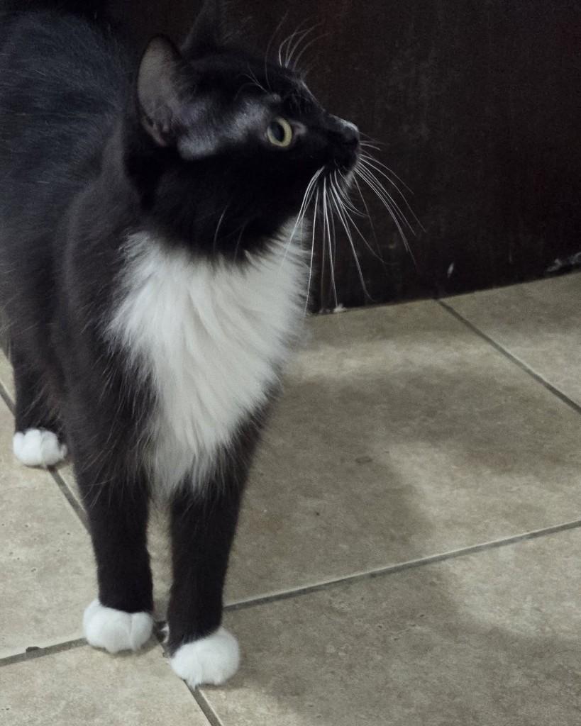 Eli, gato de porte médio para adoção em Belo Horizonte - MG — foto 3 de 3