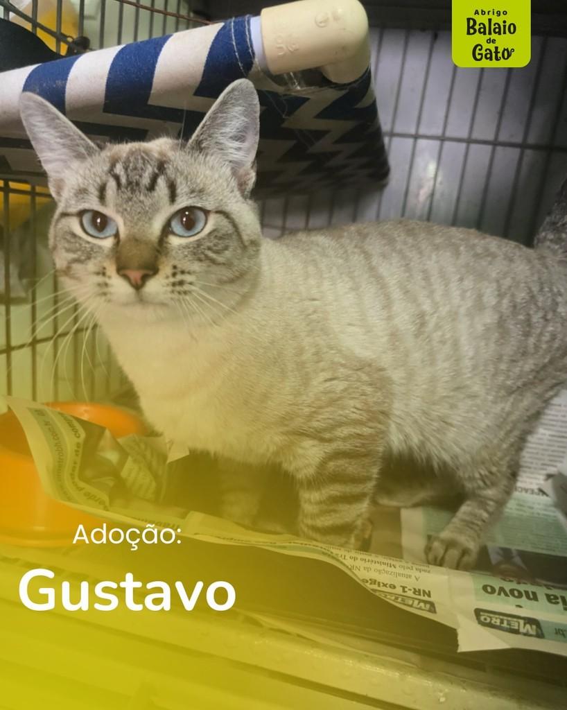 Gustavo, gato de porte pequeno para adoção em Belo Horizonte - MG