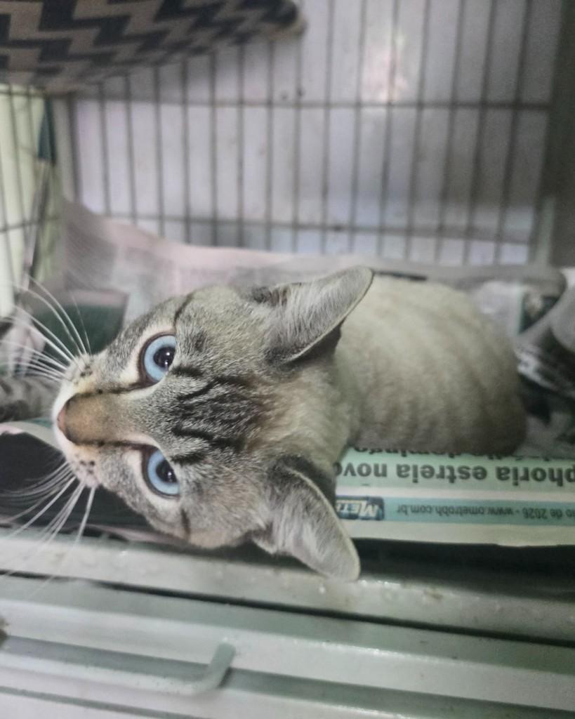 Gustavo, gato de porte pequeno para adoção em Belo Horizonte - MG — foto 2 de 3