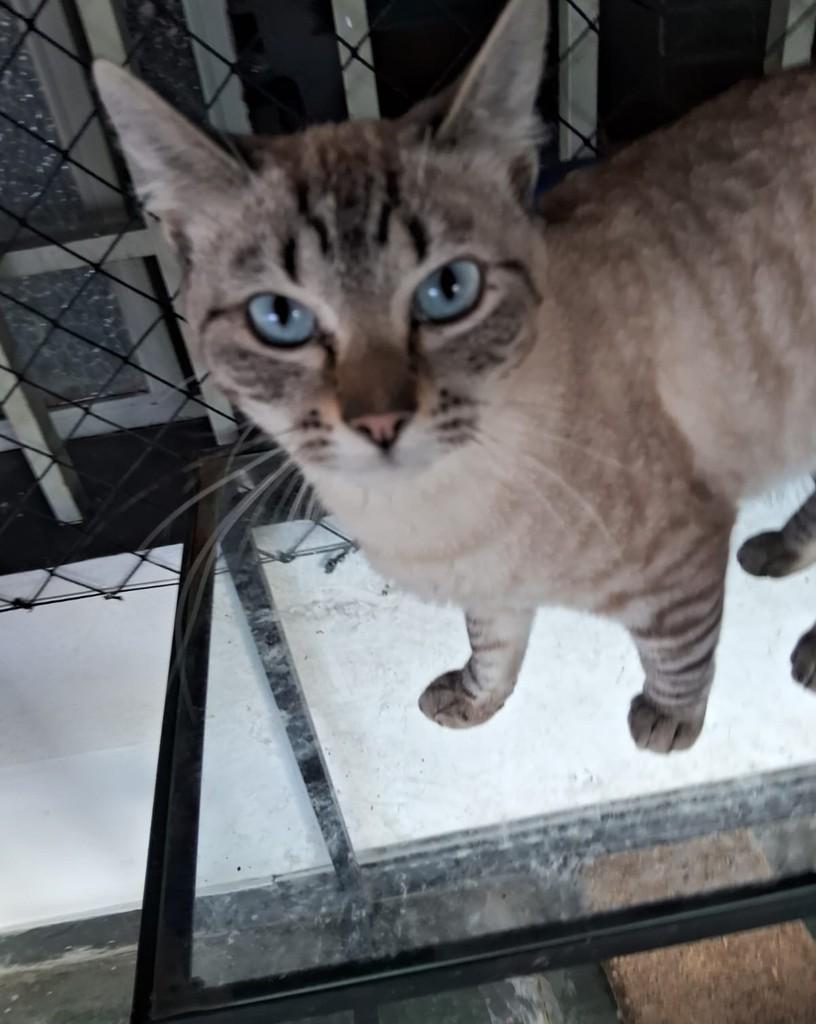 Gustavo, gato de porte pequeno para adoção em Belo Horizonte - MG — foto 3 de 3