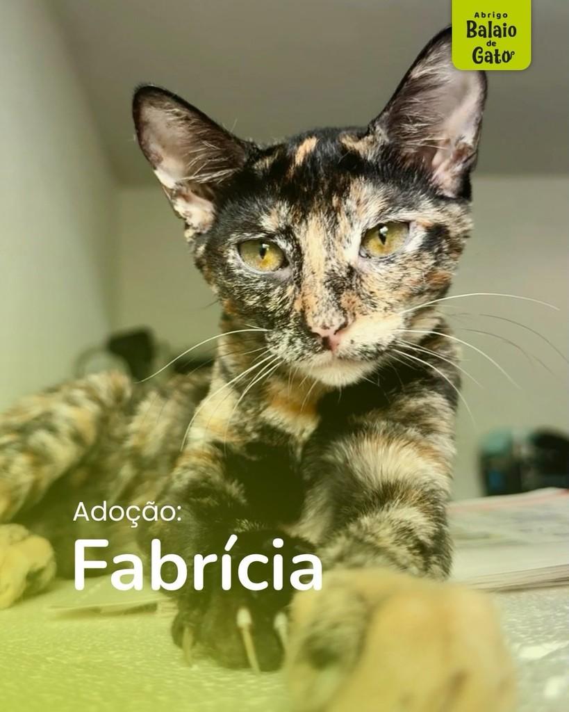 Fabrícia, gata de porte pequeno para adoção em Belo Horizonte - MG