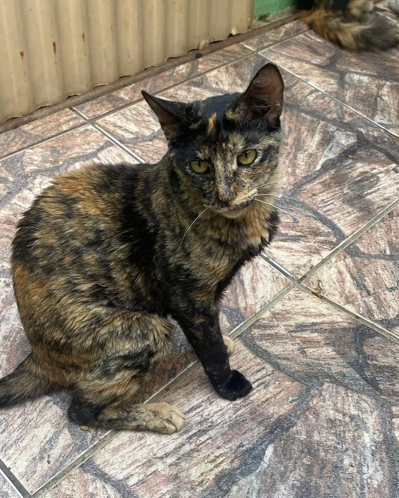 Fabrícia, gata de porte pequeno para adoção em Belo Horizonte - MG — foto 2 de 3