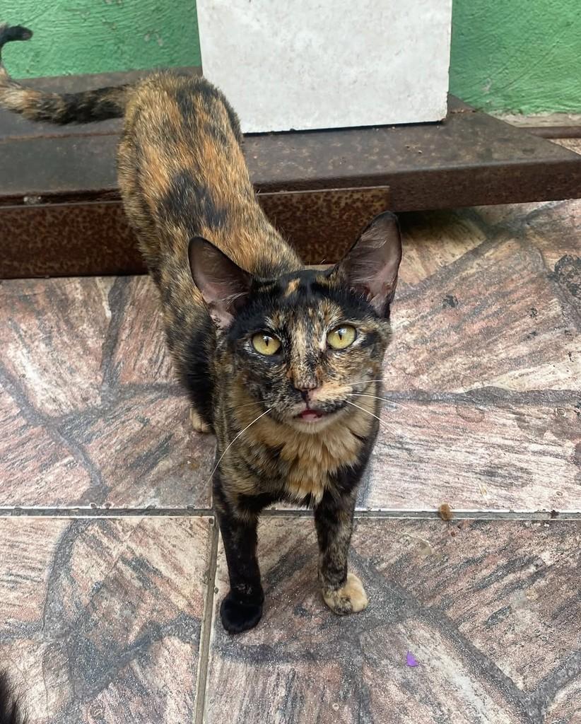 Fabrícia, gata de porte pequeno para adoção em Belo Horizonte - MG — foto 3 de 3
