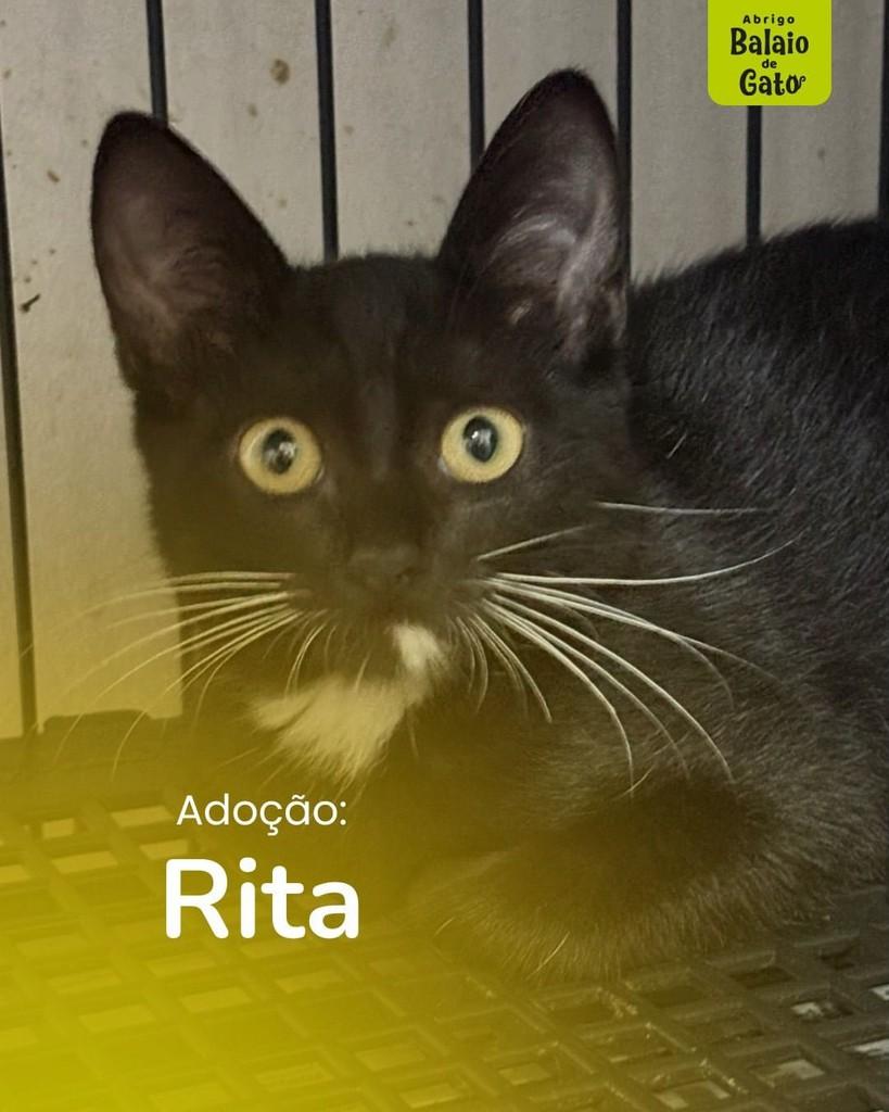 Ritinha, gata de porte pequeno para adoção em Belo Horizonte - MG