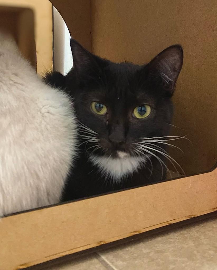 Ritinha, gata de porte pequeno para adoção em Belo Horizonte - MG — foto 2 de 3